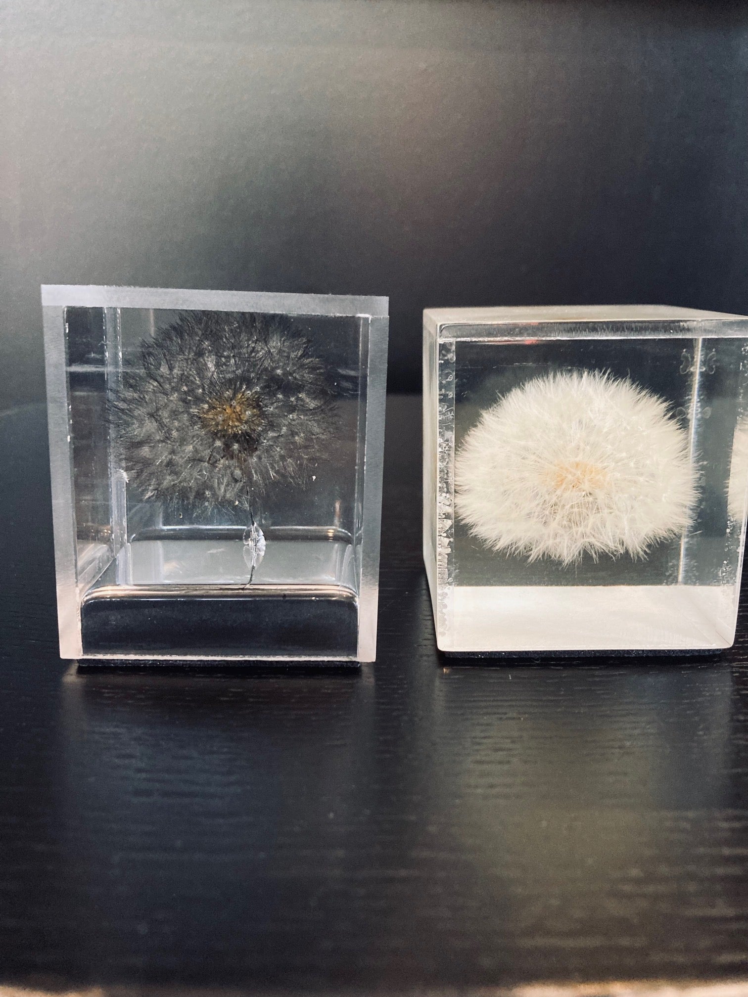Black or White Dandelion in Epoxy