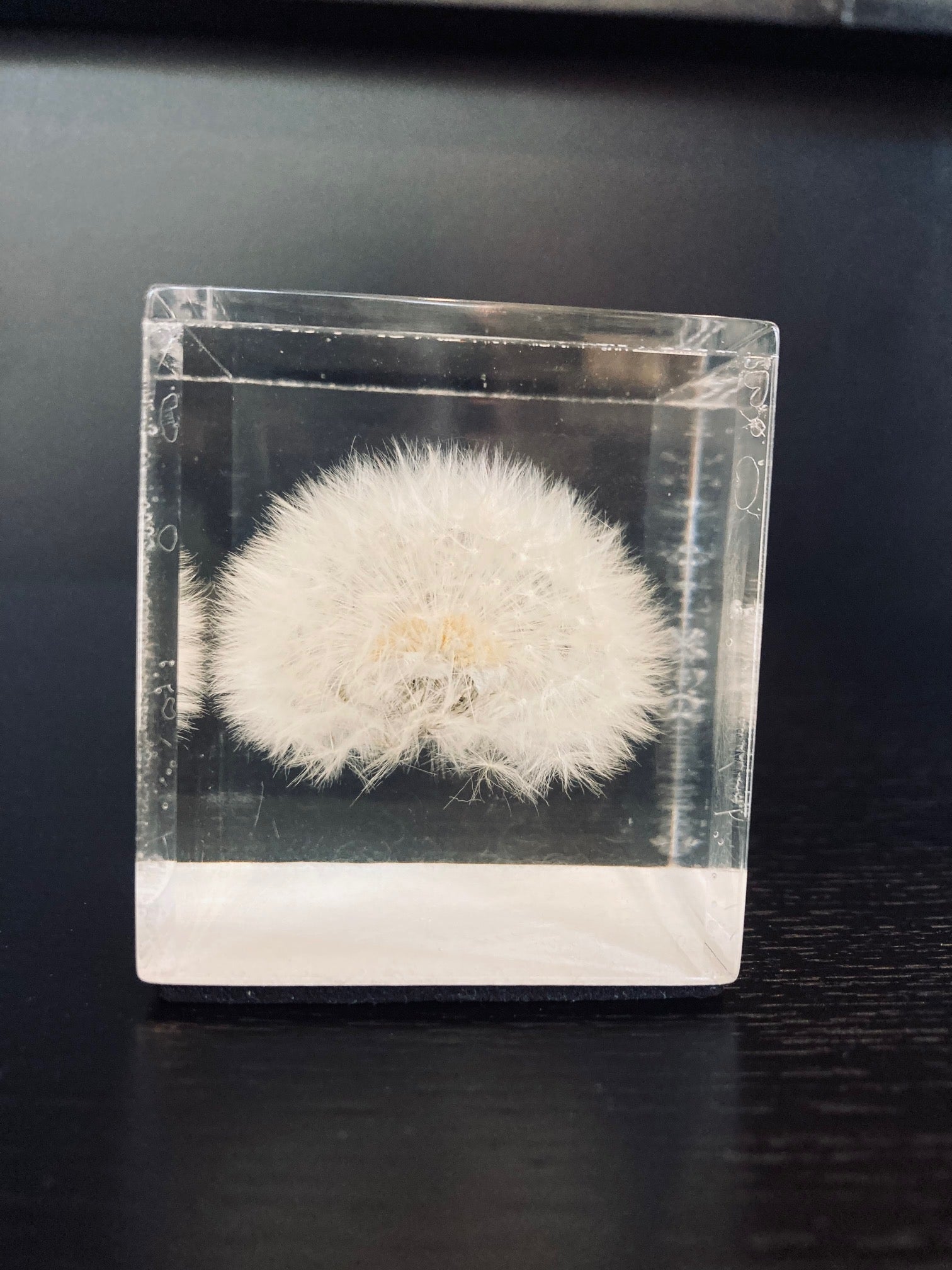 Black or White Dandelion in Epoxy
