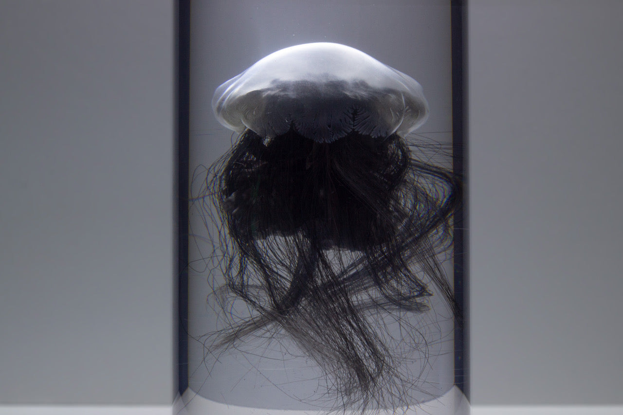Black modelled Jellyfish