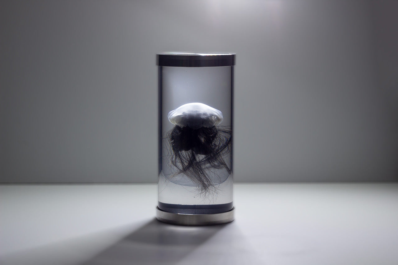 Black modelled Jellyfish