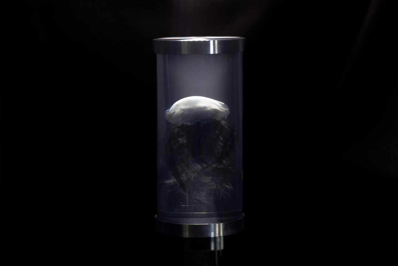 Black modelled Jellyfish