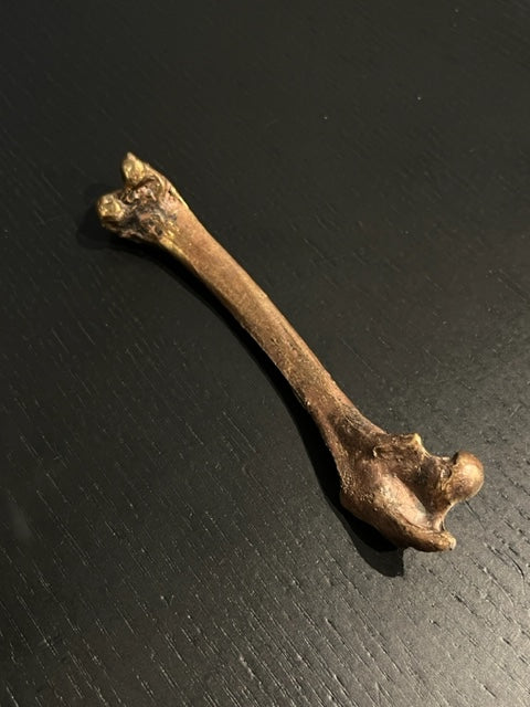 Hand molded bronze BONE