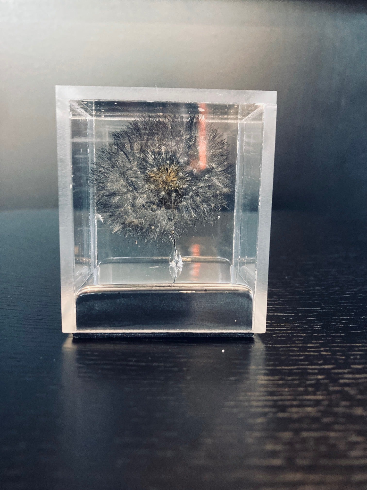 Black or White Dandelion in Epoxy