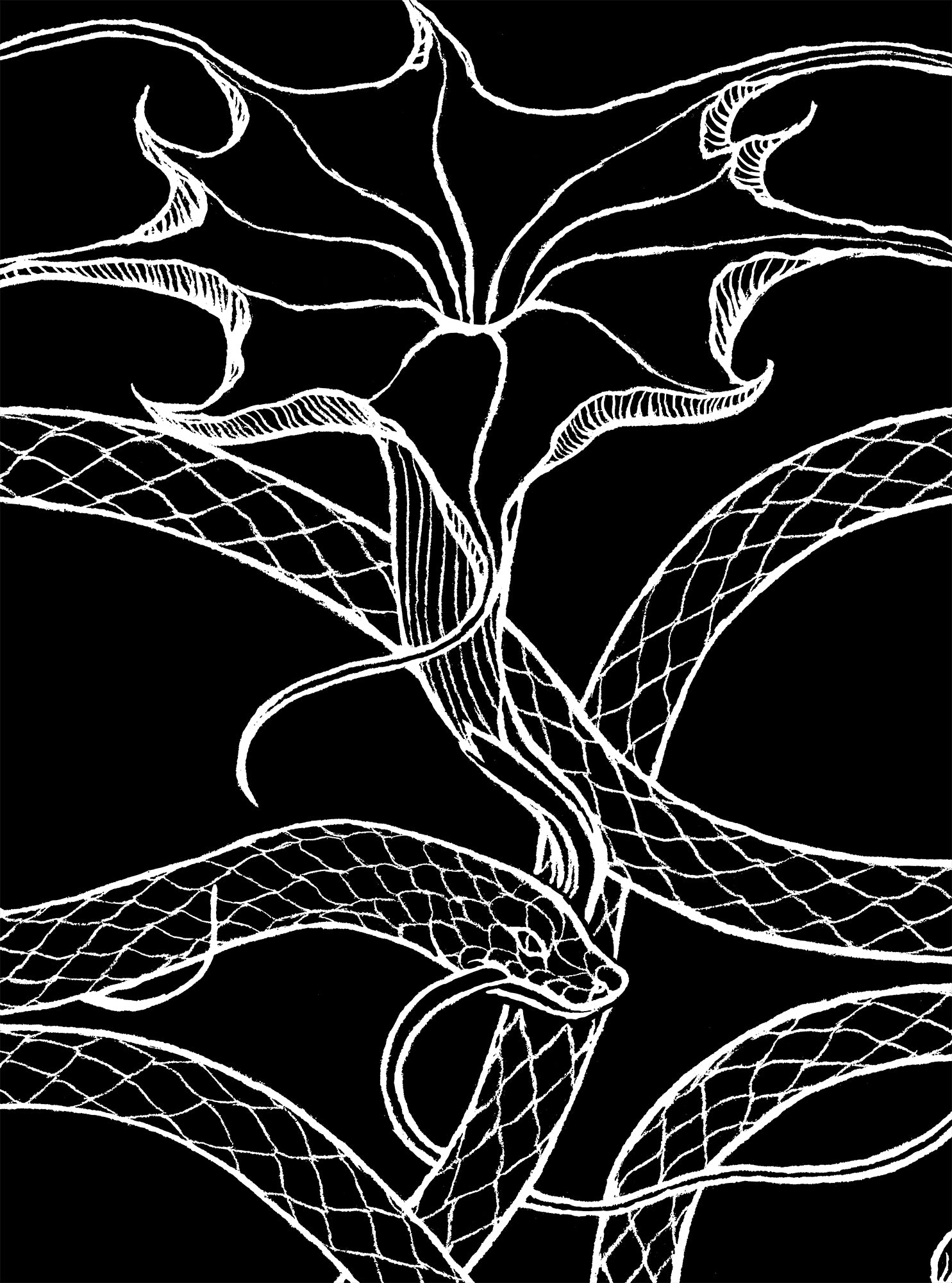 Amphisbaena and Datura