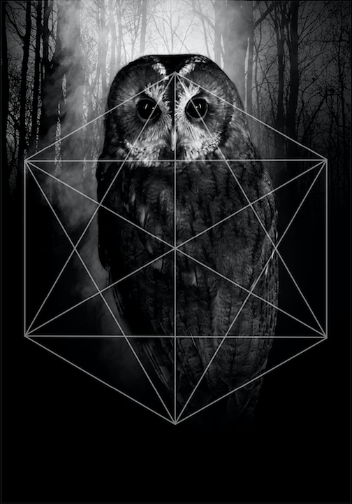 Trilogy owl postcard