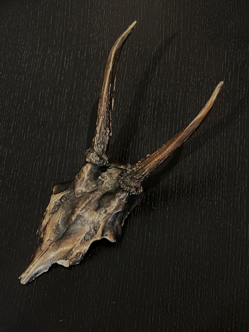 Hand molded bronze DEER ANTLER
